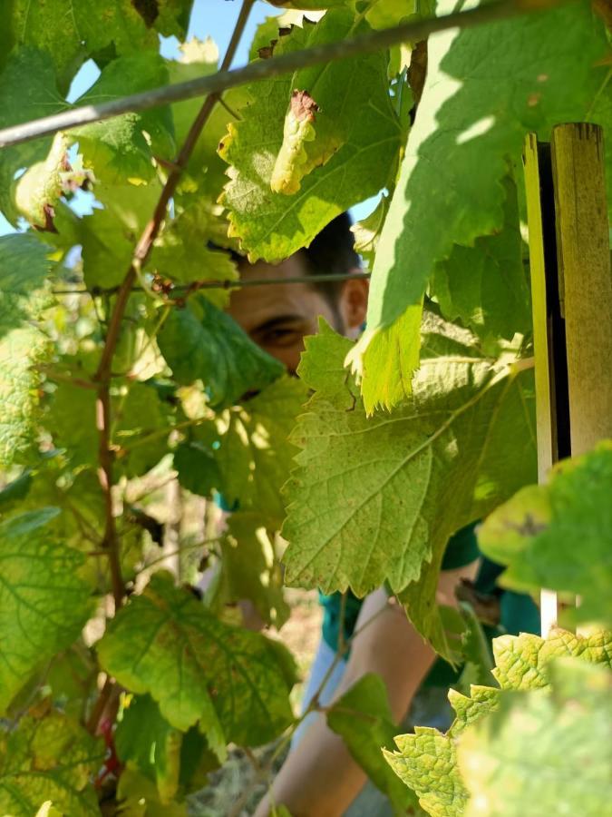 Quinta Do Outeiro 1598 Séjour à la ferme